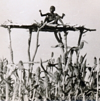 Afrika padesátých let